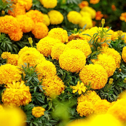 75+ Giant Crackerjack Mix Marigold seeds