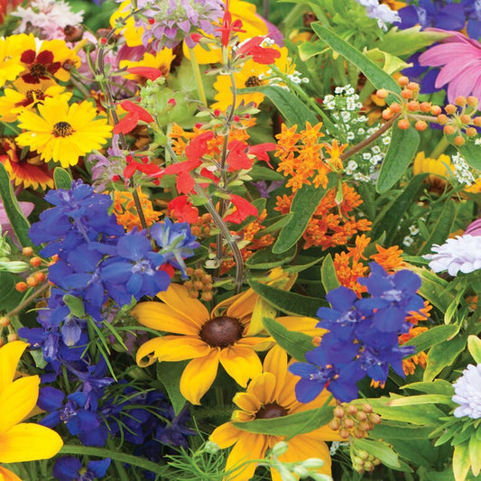 Butterfly and Hummingbird Mix Flower seeds