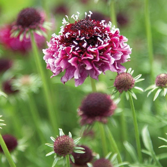 Scabiosa Beaujolais Bonnets seeds