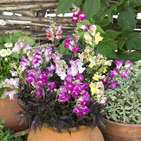 Snapdragon Twilight Mix seeds