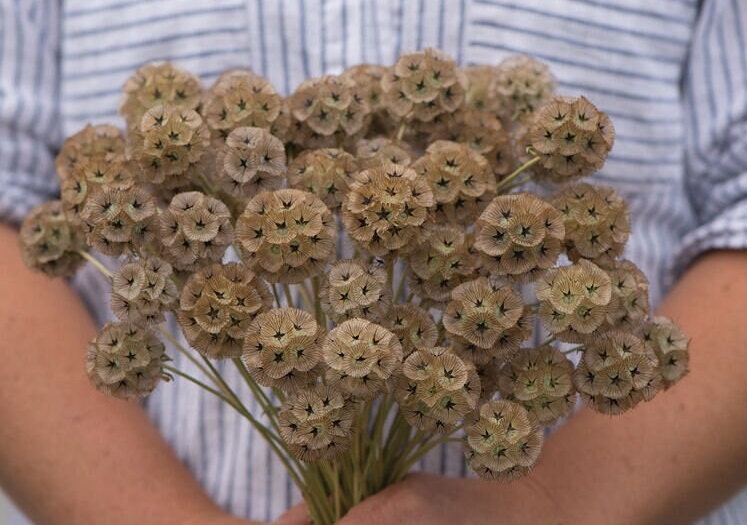 Starflower seeds