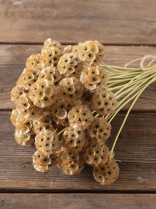 Starflower seeds