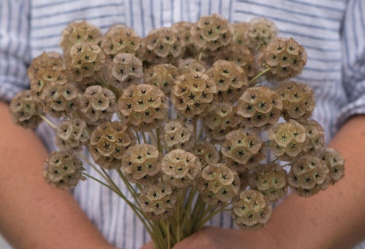 Scabiosa Stellata Starflower seeds