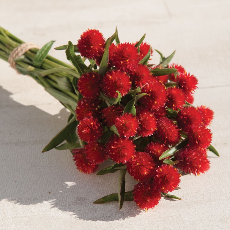 Gomphrena Strawberry Fields seeds