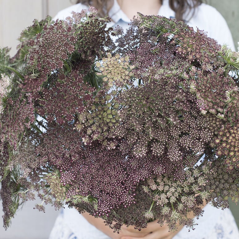 Queen Anne's Lace Variety: Dara Daucus, White Dill, Green Mist (50+ seeds for each variety x3)