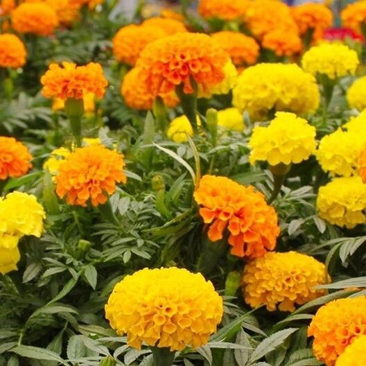 Giant Crackerjack Mix Marigold seeds