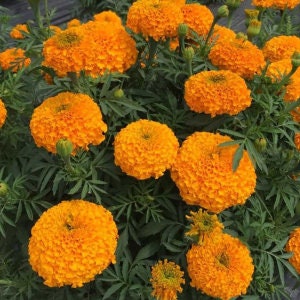 75+ Giant Crackerjack Mix Marigold seeds