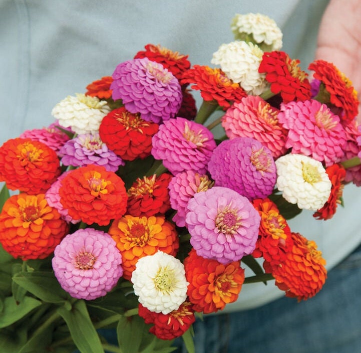 Sunbow Ravage 100 Zinnia Sunbow Mix seeds – GardeningTreasures