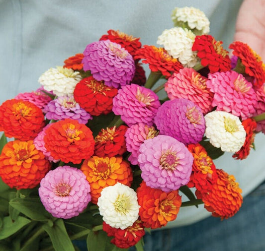 Zinnia Sunbow Mix seeds