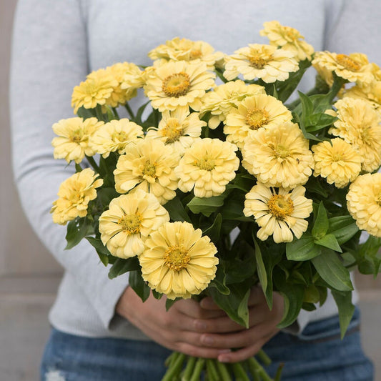  Zinnia Giant Dahlia Flowered "Buttercream" seeds