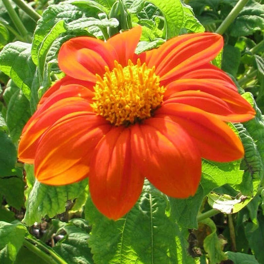 Tithonia Mexican Sunflower seeds