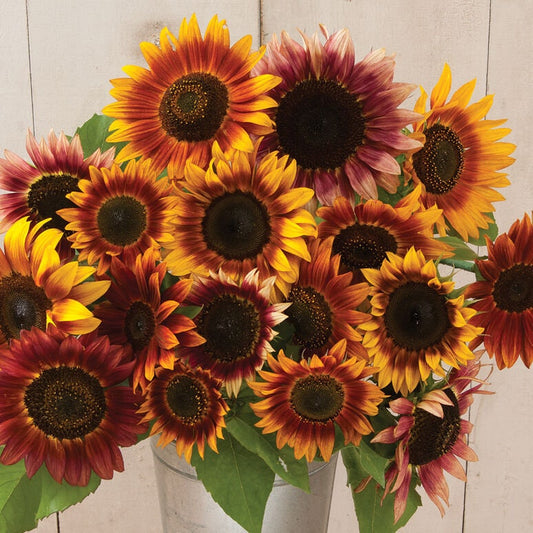 Sunflower Autumn Beauty Mix seeds