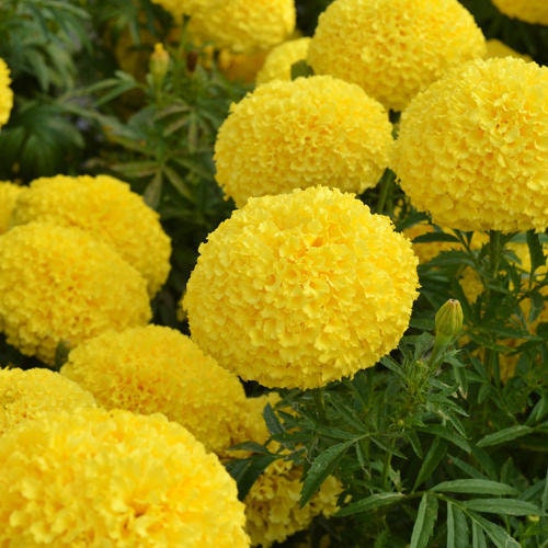 Giant Crackerjack Mary Helen Marigold seeds