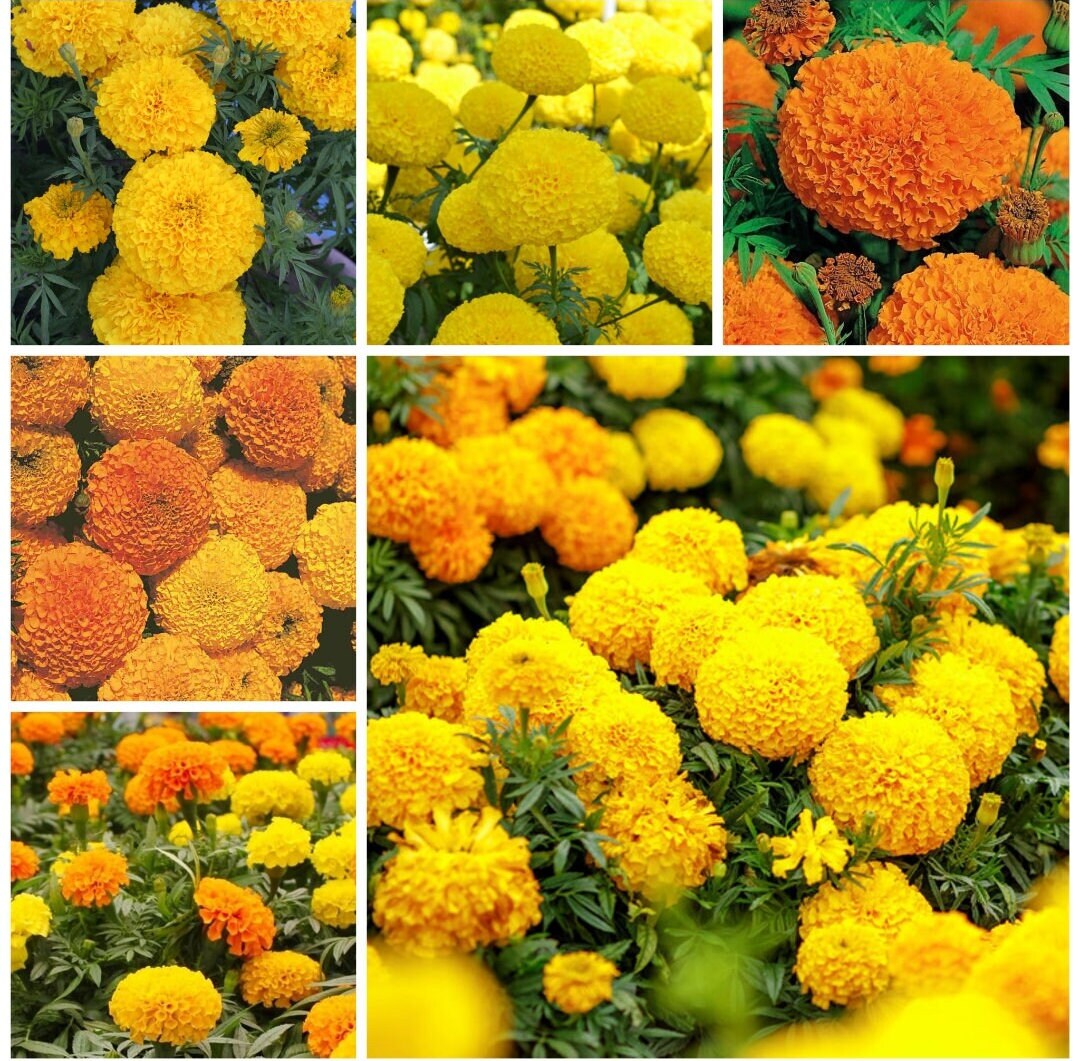 Giant Crackerjack Mix Marigold seeds