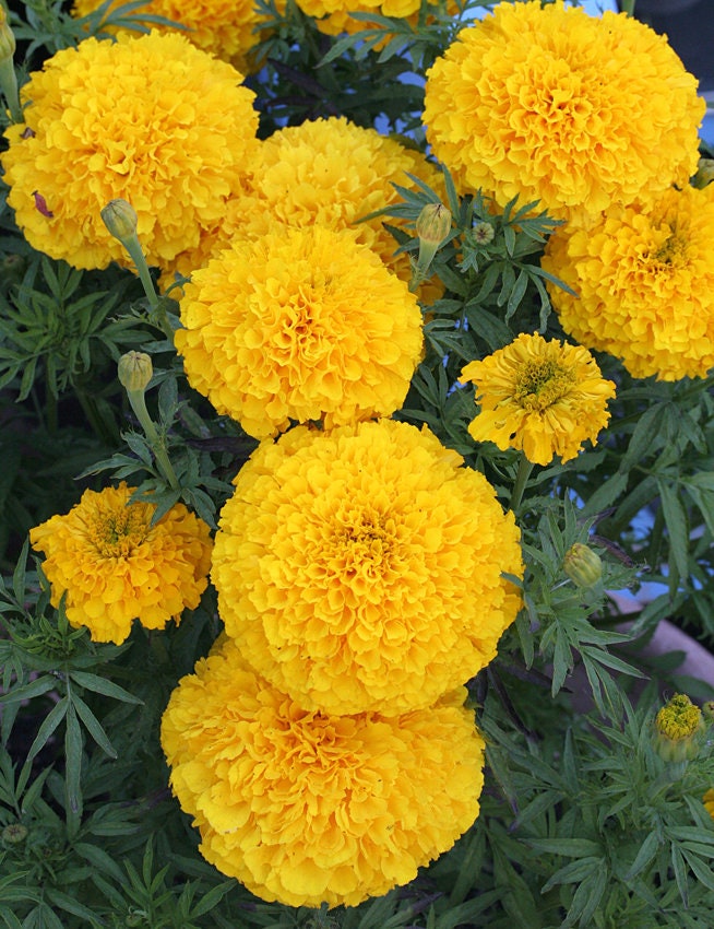 Giant Crackerjack Smiles Marigold seeds