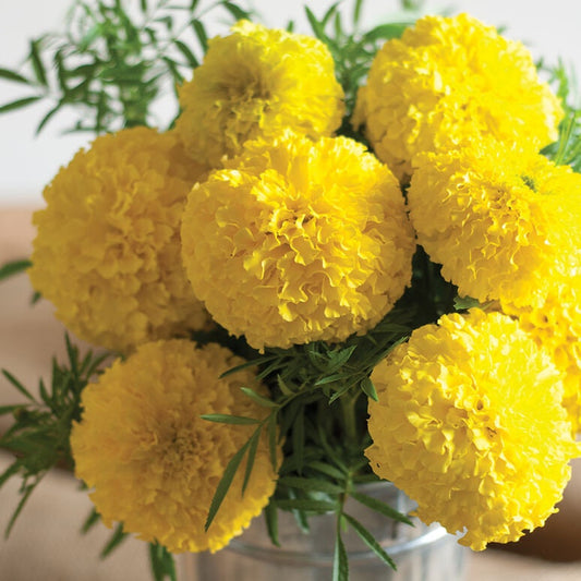 Giant Crackerjack Mary Helen Marigold seeds