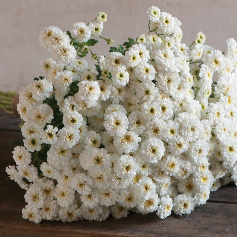 Feverfew Tetra White seeds