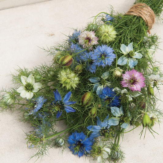 Nigella Love-in-a-Mist Mix seeds