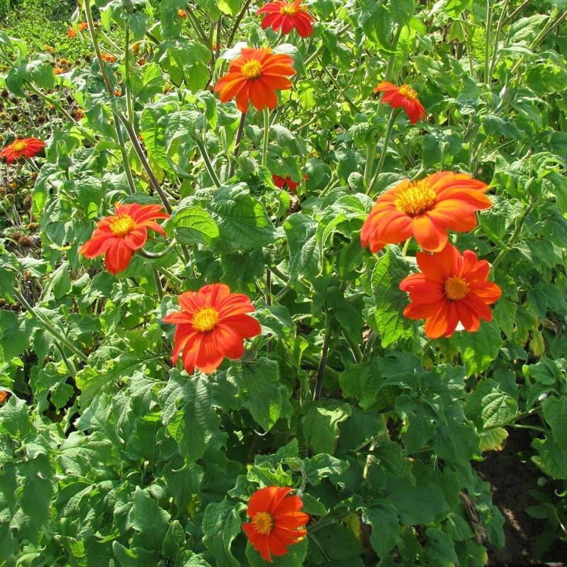 Tithonia Mexican Sunflower seeds