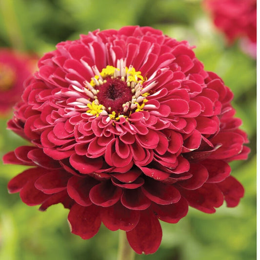 Zinnia Deep Red Giant Dahlia Flowered seeds