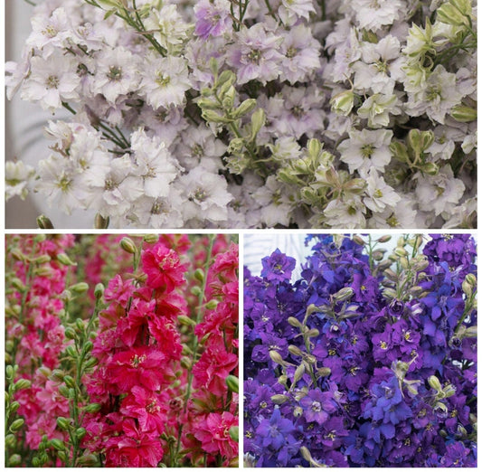 Larkspur Variety: Smokey Eyes, Carmine, Dark Blue (40 seeds for each variety x3)