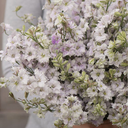 Larkspur Variety: Smokey Eyes, Carmine, Dark Blue (40 seeds for each variety x3)