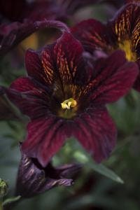 Salpiglossis Black Trumpets seeds