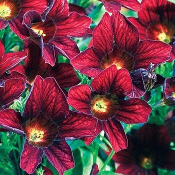 Salpiglossis Black Trumpets seeds