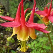 Columbine Koralle seeds