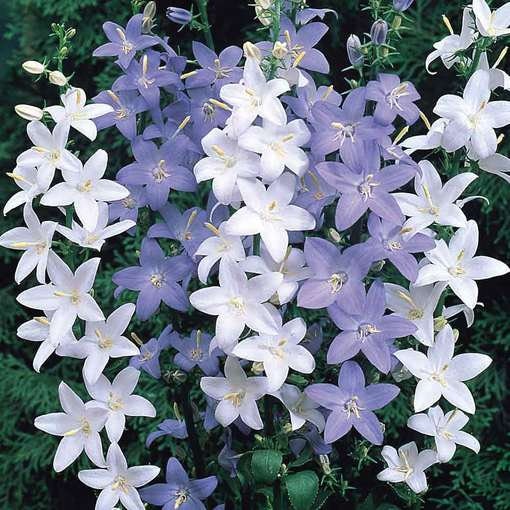 Campanula Pyramidalis mix seeds