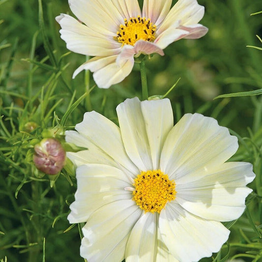 Cosmos Kiiro seeds