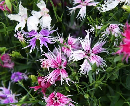 Dianthus Superbus Spooky mix seeds