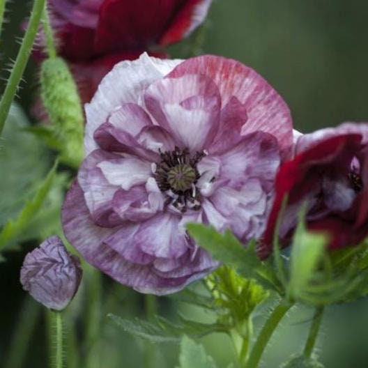 Pandora Poppy seeds