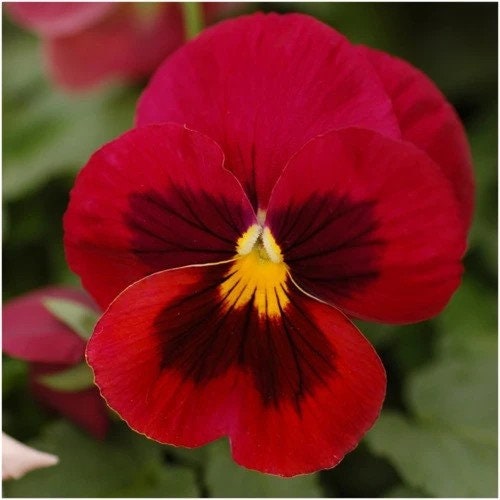 Viola Arkwright Ruby seeds