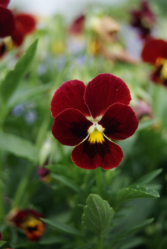 Viola Arkwright Ruby seeds