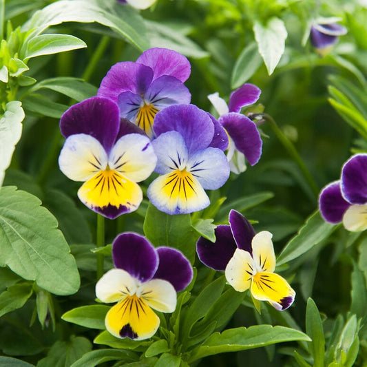 Viola Helen Mount seeds