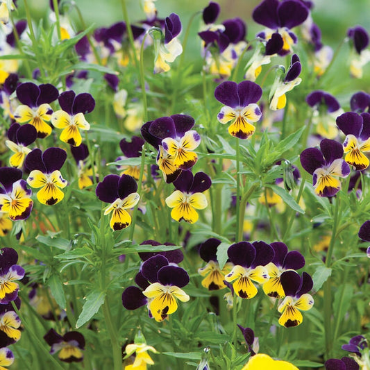 Viola Helen Mount seeds