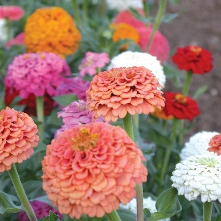 Oklahoma Zinnia Variety: Salmon, White, Carmine, Pink (25 seeds for each variety ×4)