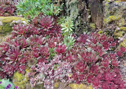 50+ Sempervivum Hen and Chicks Succulent seeds