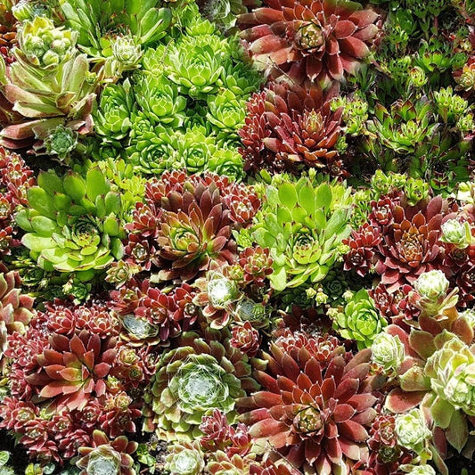 Sempervivum Hen and Chicks Succulent seeds