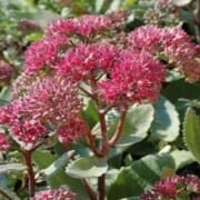 Sedum Emperor's Wave seeds