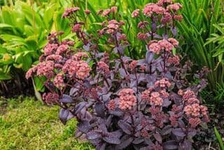 Sedum Emperor's Wave seeds