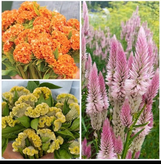 Celosia Variety: Orange Queen, Cramers' Lemon Lime and Flamingo Feather (30+ seeds for each variety x3)