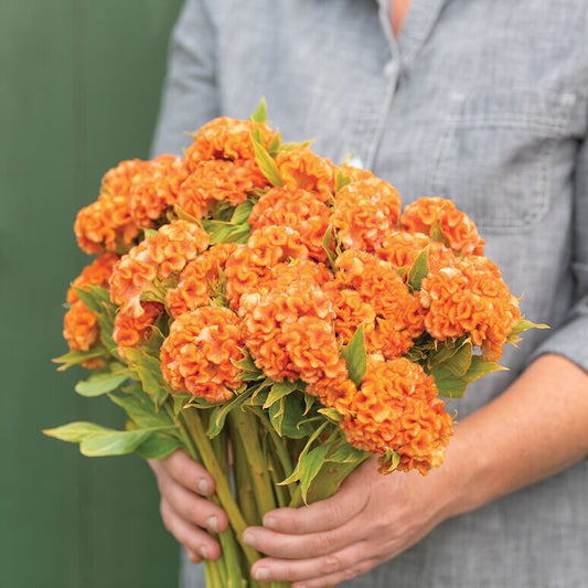 Celosia Variety: Orange Queen, Cramers' Lemon Lime and Flamingo Feather (30+ seeds for each variety x3)