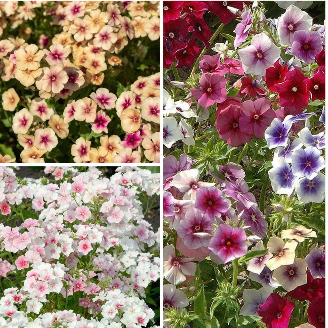 Phlox Variety: Cherry Caramel, Grandiflora mix, Blushing Bride (40 seeds for each variety x3)