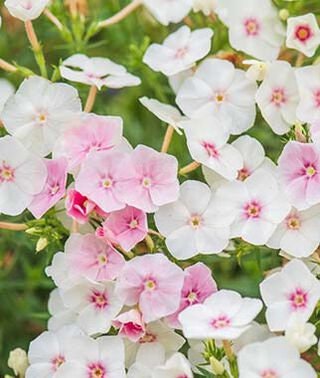 Phlox Variety: Cherry Caramel, Grandiflora mix, Blushing Bride (40 seeds for each variety x3)