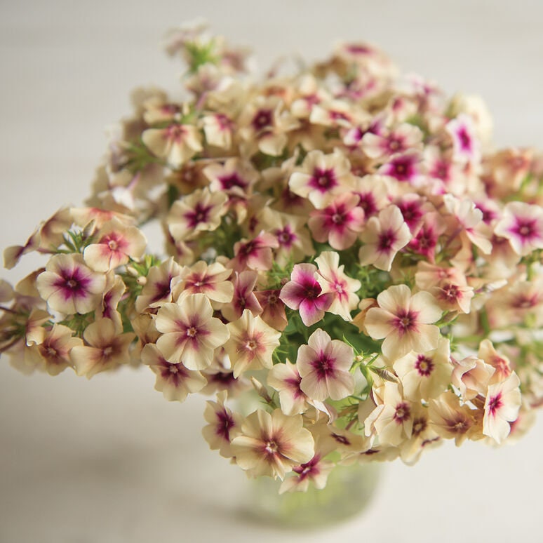 Phlox Variety: Cherry Caramel, Grandiflora mix, Blushing Bride (40 seeds for each variety x3)