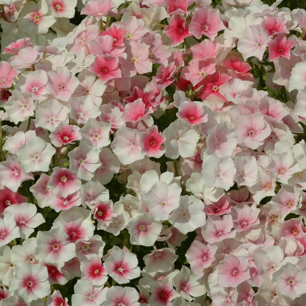 Phlox Variety: Cherry Caramel, Grandiflora mix, Blushing Bride (40 seeds for each variety x3)