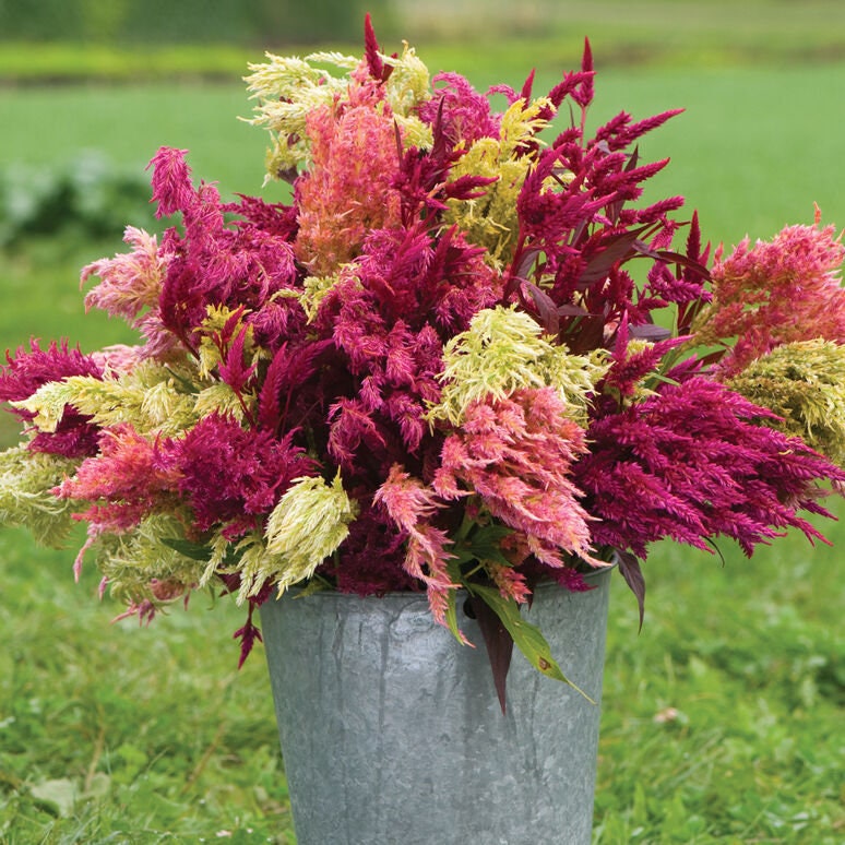 Celosia Pampas Plume Mix seeds