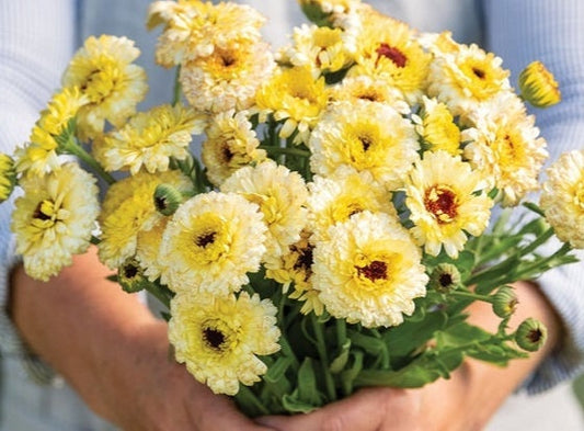 Calendula Ivory Princess seeds